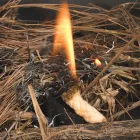 Tűzgyújtó éleszték - Ndur 